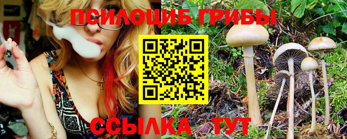 Галлюциногенные грибы Psilocybine cubensis Кумертау